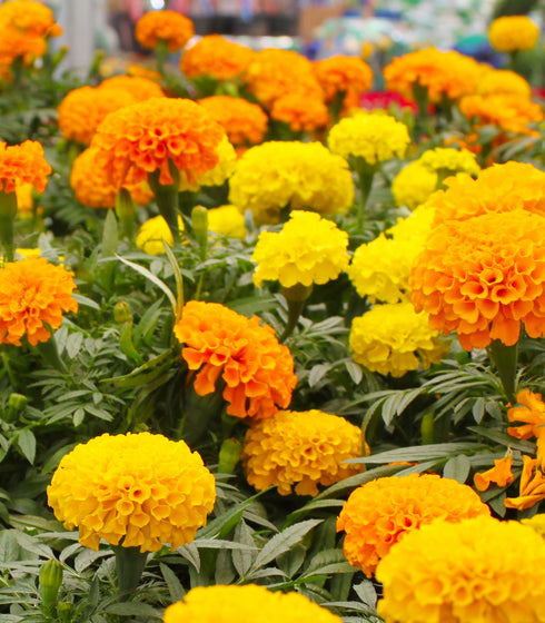 Marigold Crackerjack